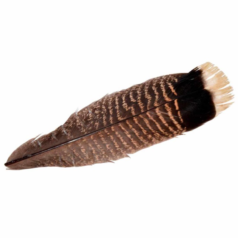 MQT2 Turkey Tail (1 feather)