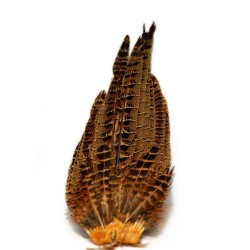 Female Pheasant Tail