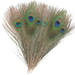 Peacock yeux Baetis